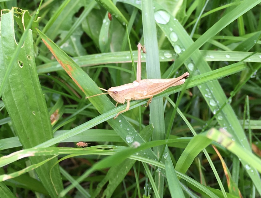 Chrysochraon dispar - aranyos sáska