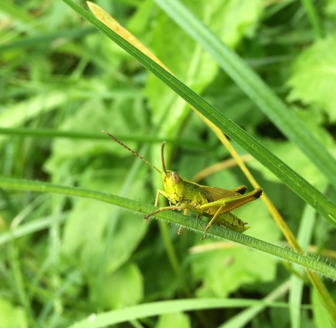 Chrysochraon dispar - aranyos sáska