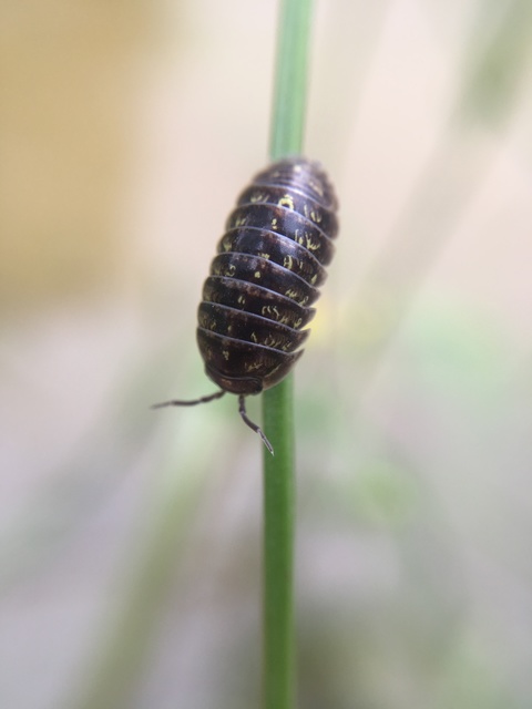 Armadillidium vulgare - szürke gömbászka