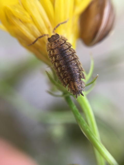 Trachelipus