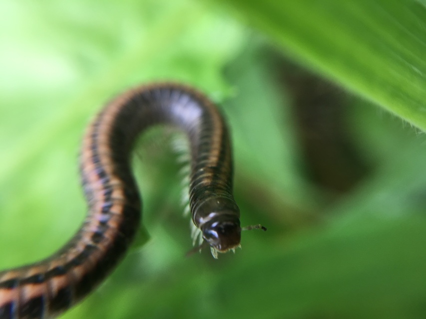 Diplopoda - Ikerszelvényesek