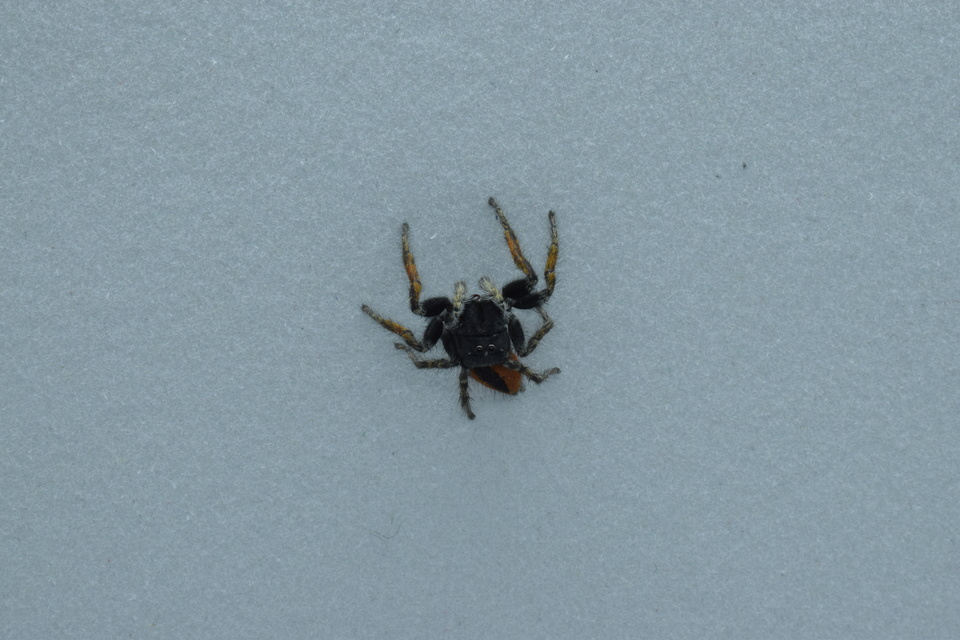Philaeus chrysops - piros ugrópók