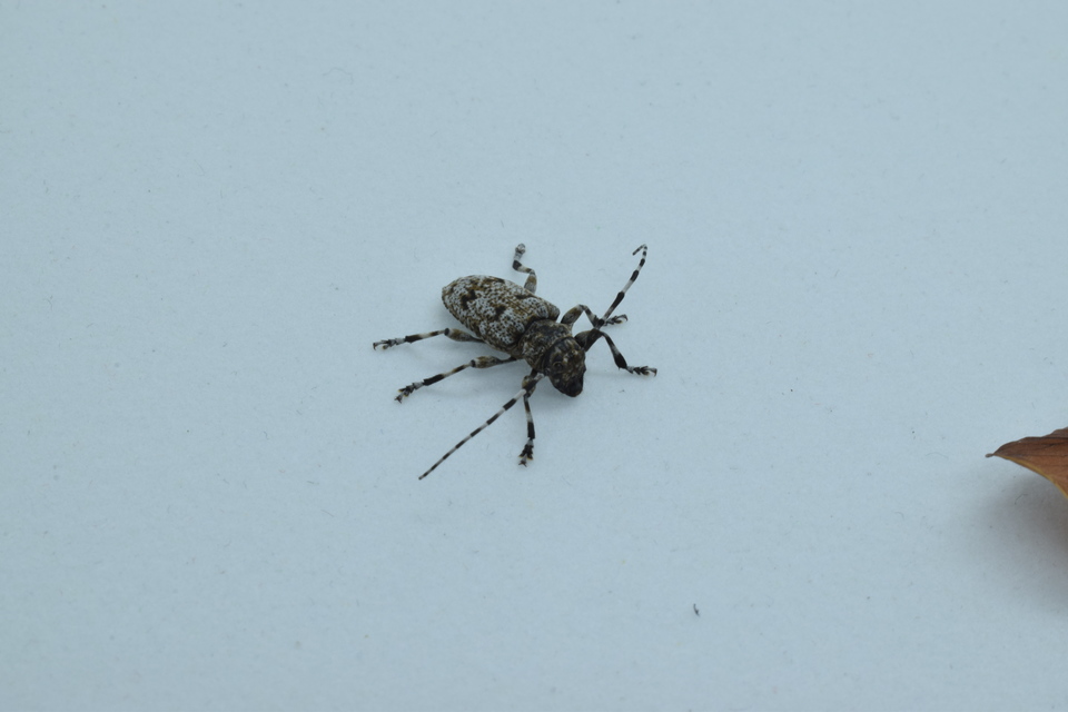 Aegomorphus clavipes - tarka cincér Aegomorphus clavipes - tarka cincér