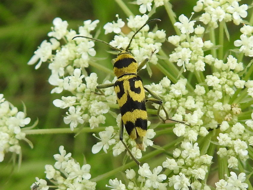 Chlorophorus varius - díszes darázscincér