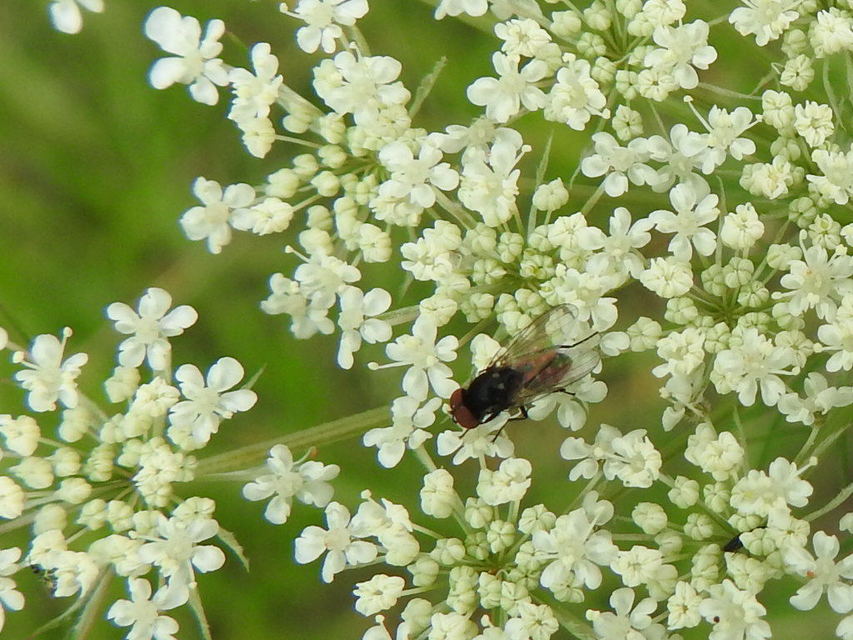 Muscidae - igazi legyek