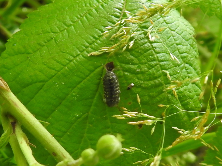 Armadillidium