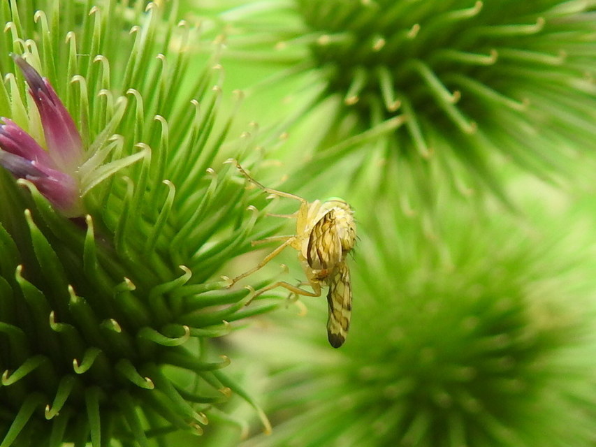 Tephritidae - fúrólégyfélék