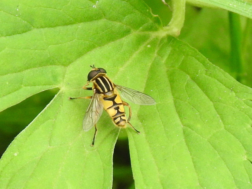 Helophilus pendulus - közönséges mocsárilégy