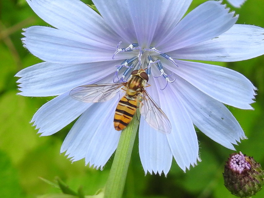Episyrphus balteatus - ékfoltos zengőlégy