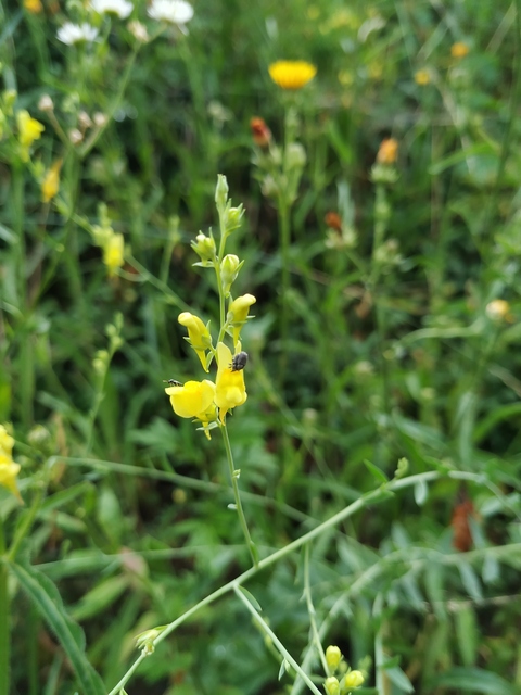 Rhinusa florum - kerekded gyújtoványfű-ormányos