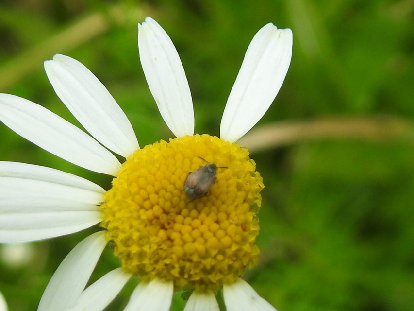 Acanthoscelides pallidipennis - gyalogakác-zsizsik
