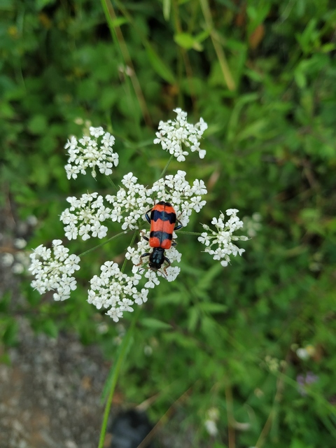Trichodes apiarius - szalagos méhészbogár