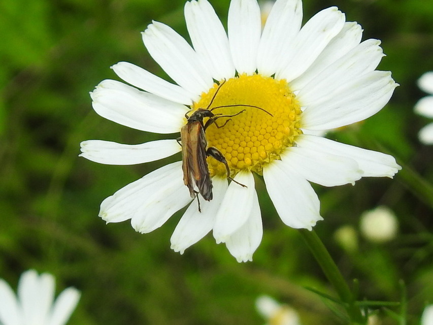 Oedemera femorata - sárgahátú álcincér