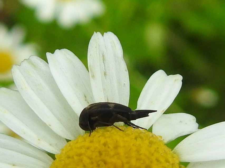 Variimorda villosa - szalagos maróka