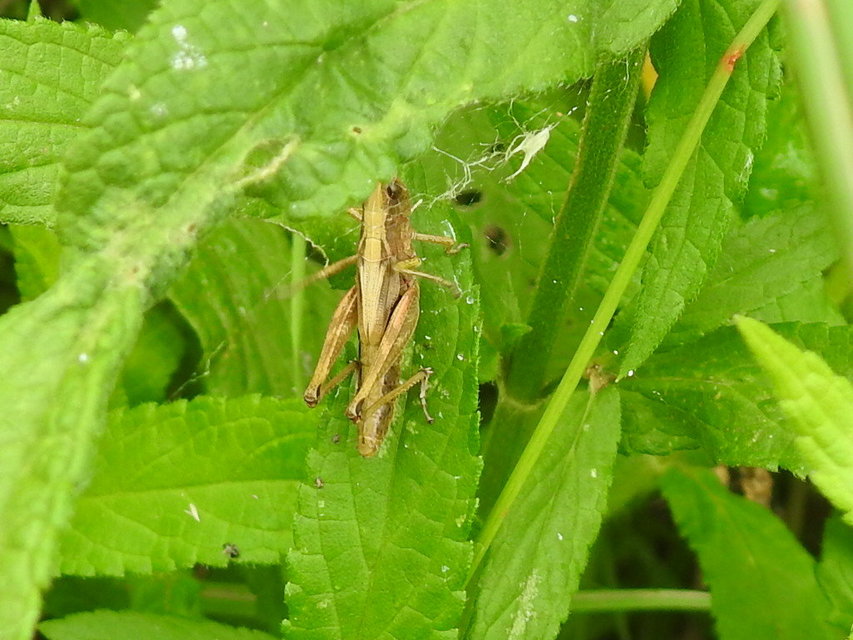Pseudochorthippus parallelus - közönséges rétisáska