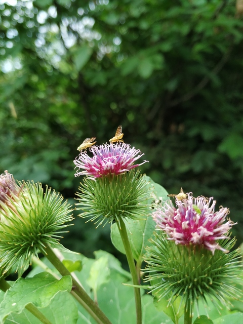 Tephritidae - fúrólégyfélék