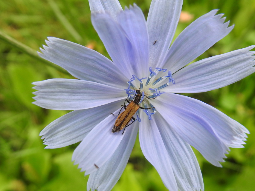 Oedemera femorata - sárgahátú álcincér
