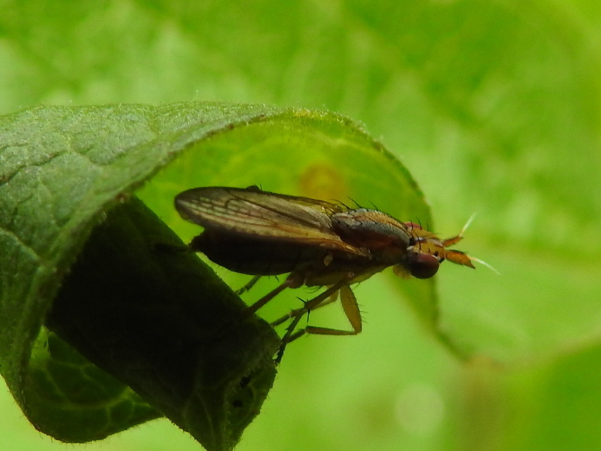 Limnia unguicornis