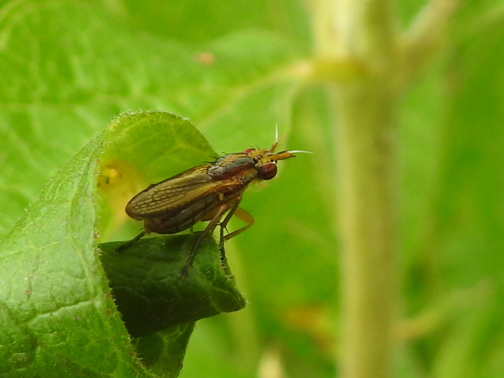 Limnia unguicornis