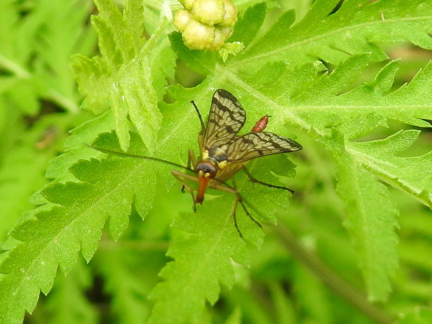 Panorpa communis/vulgaris