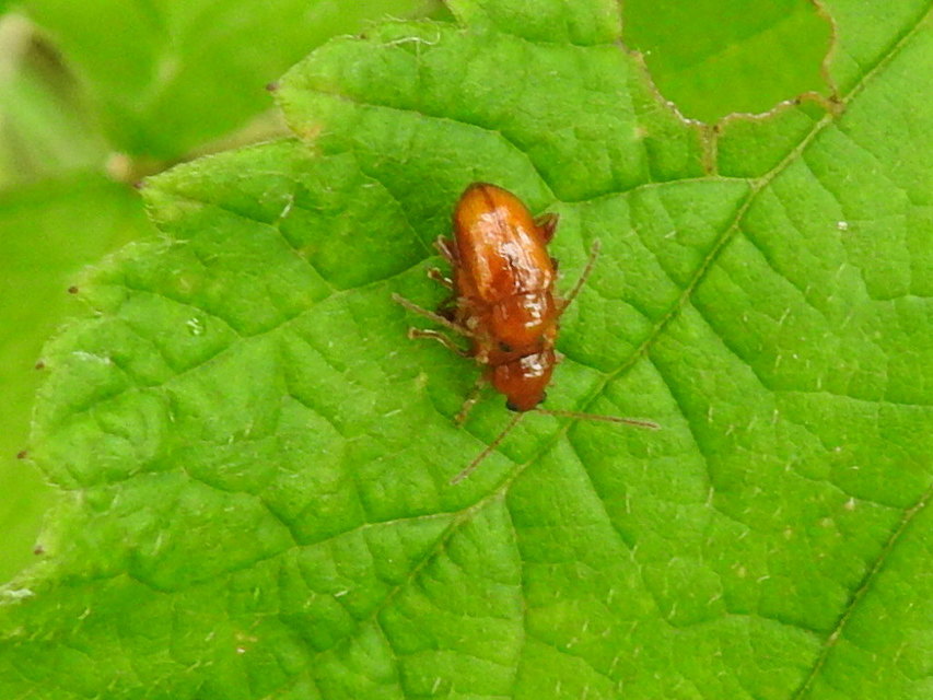 Neocrepidodera