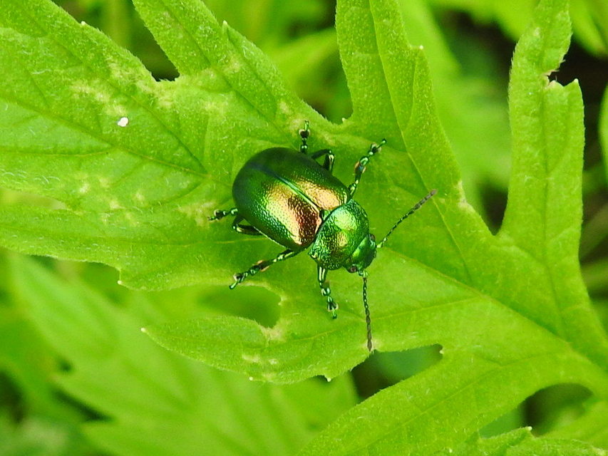 Chrysolina graminis - zöld varádicslevelész
