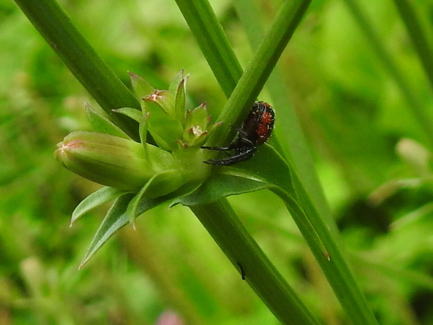 Synema globosum - fekete-sárga karolópók