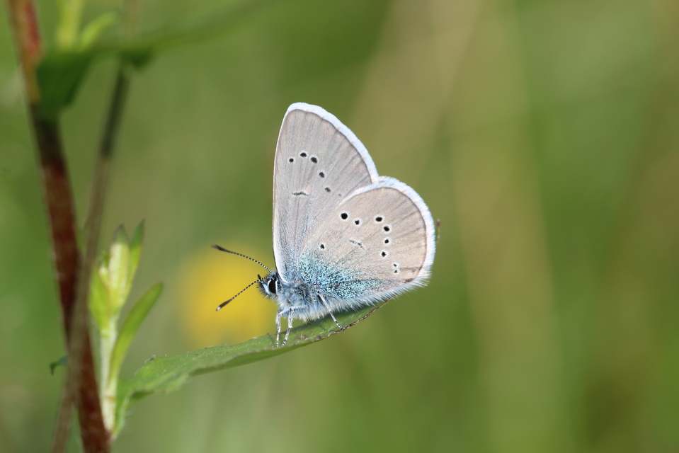 Cyaniris semiargus - aprószemes boglárka