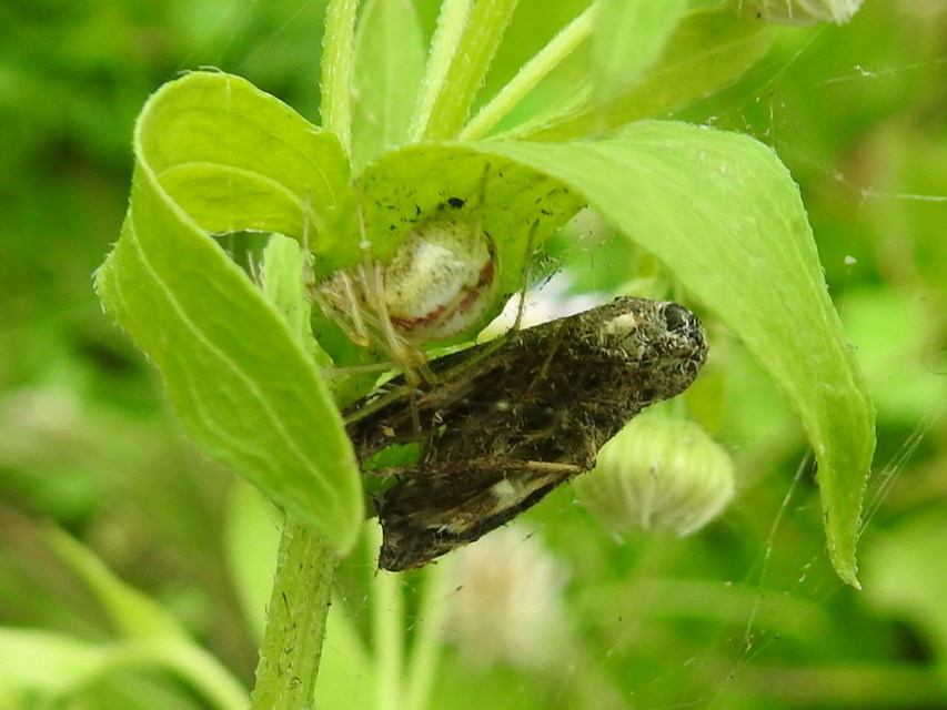 Enoplognatha ovata/latimana