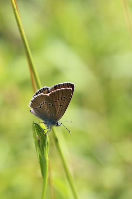 Cyaniris semiargus - aprószemes boglárka