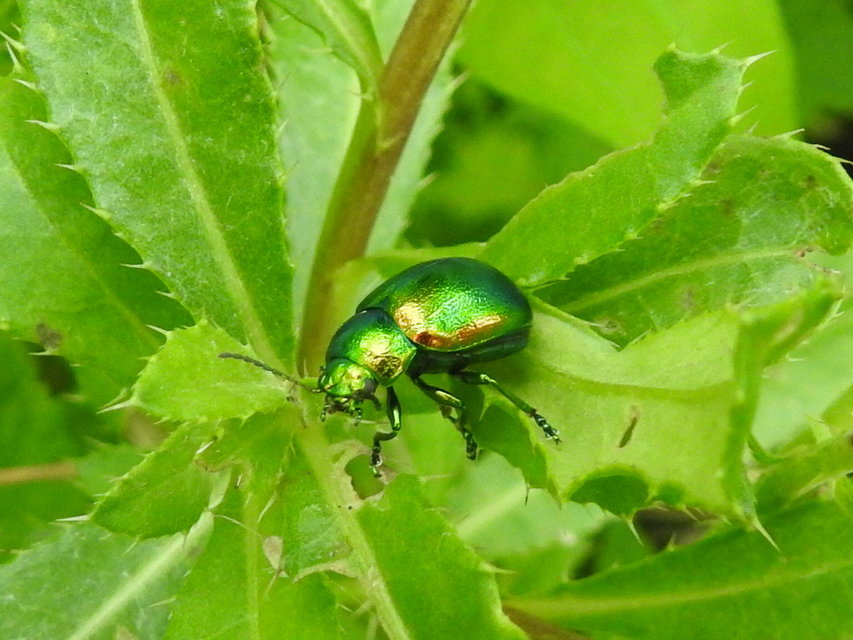 Chrysolina graminis - zöld varádicslevelész