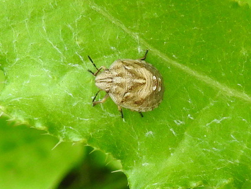 Eurygaster