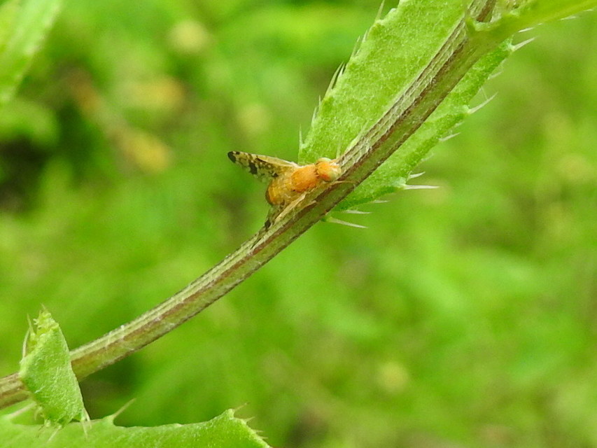 Xyphosia miliaria