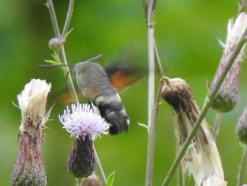 Macroglossum stellatarum - kacsafarkú szender
