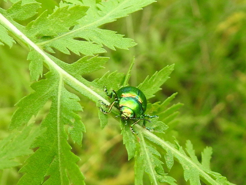 Chrysolina graminis - zöld varádicslevelész