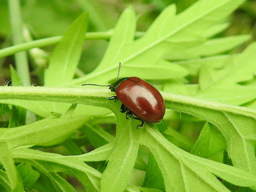 Chrysolina polita - réti mentalevelész Chrysolina polita - réti mentalevelész
