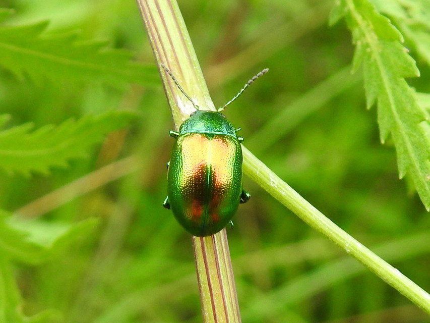 Chrysolina graminis - zöld varádicslevelész
