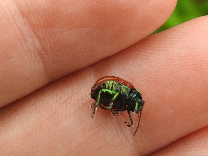 Chrysolina polita - réti mentalevelész Chrysolina polita - réti mentalevelész