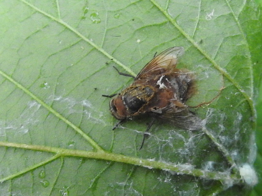 Pollenia