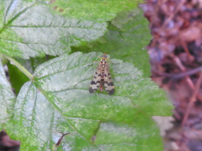 Panorpa vulgaris