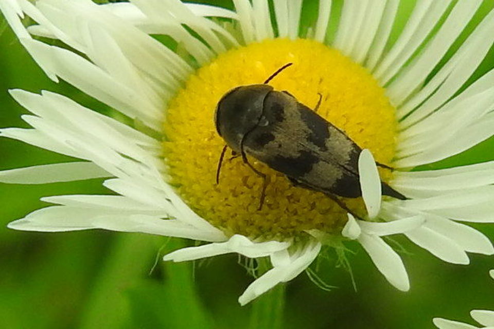 Variimorda villosa - szalagos maróka