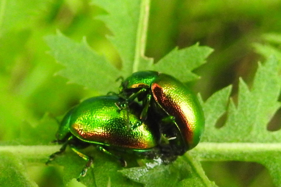 Chrysolina graminis - zöld varádicslevelész