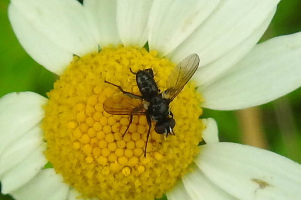 Phania