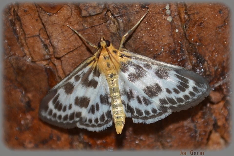 Anania hortulata - tarka csalánmoly