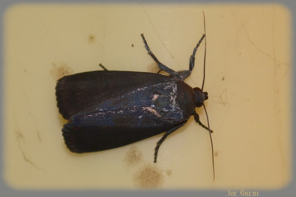 Amphipyra livida - zsírfényű bagoly