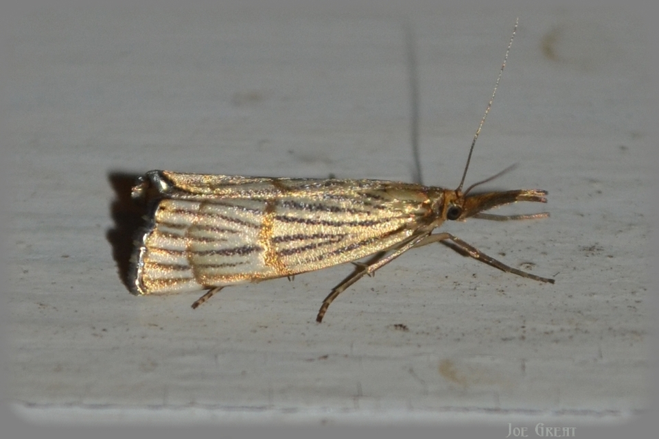 Chrysocrambus linetella - déli fűgyökérmoly