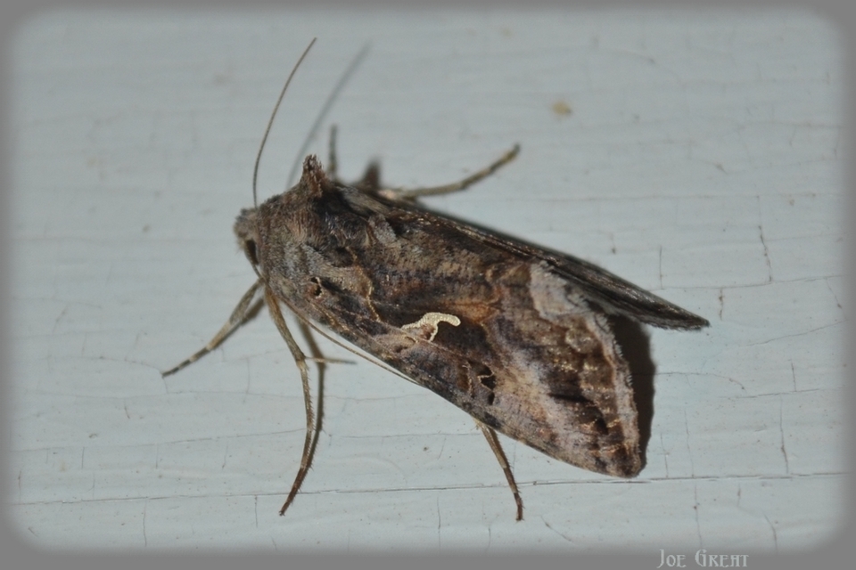 Autographa gamma - gammalepke