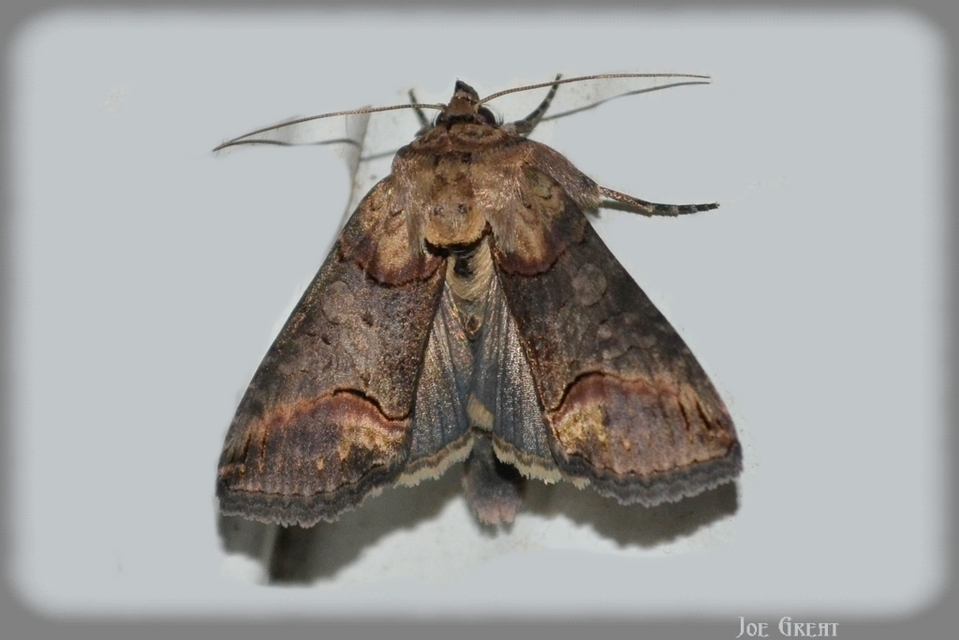 Abrostola triplasia - közönséges csalánbagoly