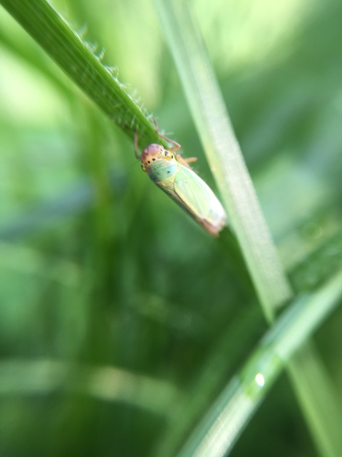 Cicadella viridis - méregzöld kabóca