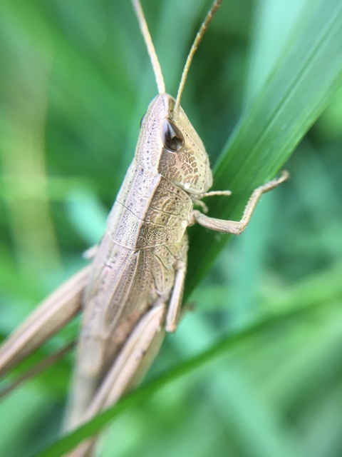 Chrysochraon dispar - aranyos sáska